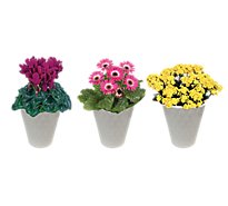 Assorted Blooming In Ceramic - 4 Inch