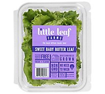 Sweet Baby Butter Lettuce - 4 Oz