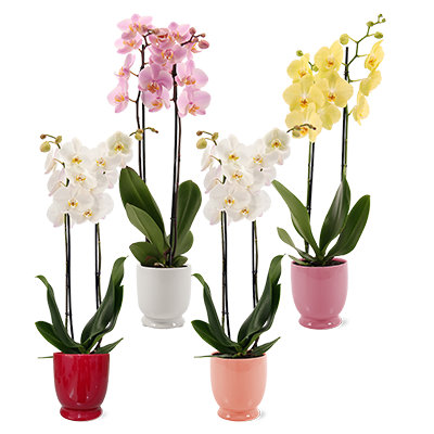 Overjoyed Boutique Small Glazed Orchid Bowl - Each - Image 1