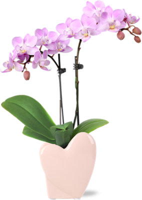 Mini Orchid Heart Upgrade 2.5 - Each - Image 1