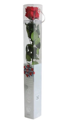 Preserved Single Stem Real Rose Harvested At Its Peak And Specially Treated To Maintain Its Beauty - EA - Image 1