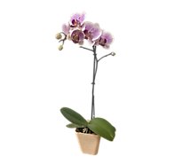 Mini Orchid In Bio Pot 4 In - EA
