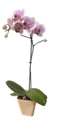 Mini Orchid In Bio Pot 4 In - EA