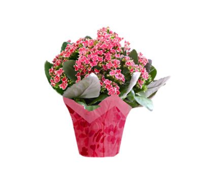Gloss Kalanchoe - Each - Image 1