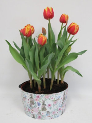 Tulip Tin 2.56 Quart - Each - Image 1