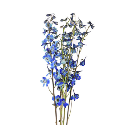 Belladonna Delphinium Blue - EA - Image 1