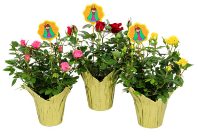 Rose Lady Of Guadalupe - Each - Image 1