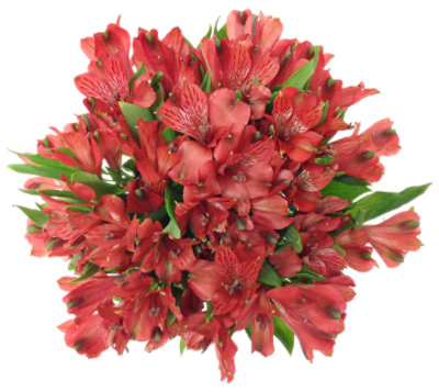 Signature SELECT Alstroemeria Cool Variety Colors - 7 Count - Image 1