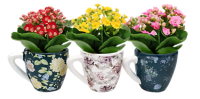 Calandiva Floral Teacup - Each - Image 1