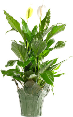 Spathiphyllum 8 Inches - Each - Image 1