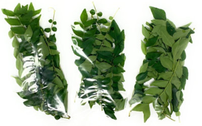 Rani Authentic Indian Brand - Fresh Curry Leaves 1 Ounce (Pack of 3) - Image 3