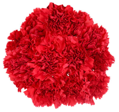 Signature SELECT Carnations 8 Stem - Each - Image 1