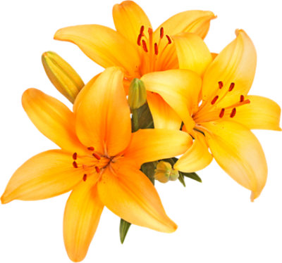 La Lilies - Each - Image 1