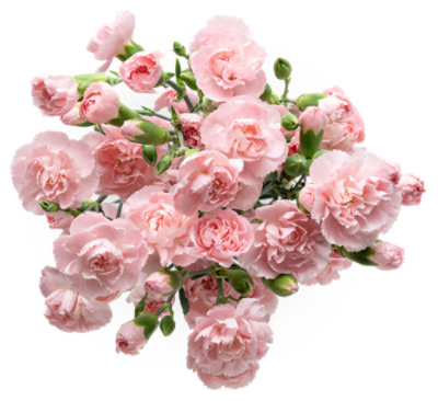 Signature SELECT Mini Carnations 9 Stems - Each - Image 1