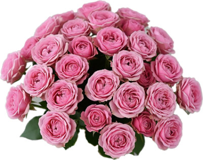 100 Blooms Spray Rose 6 Bunches - Each - tomthumb