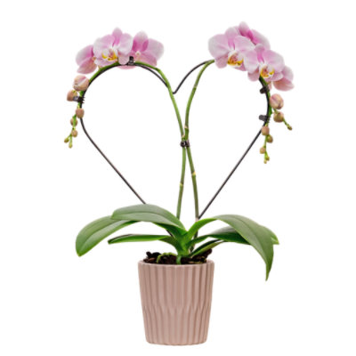 Debi Lilly Heart Orchid 5 Inches - Each - Image 1