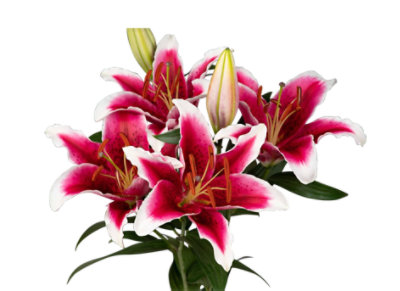 Signature SELECT 2 Stem Oriental Lilies - Each - Image 1