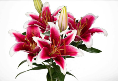 Signature SELECT Oriental Lilies 2 Stem Stargazer - Each - Image 1