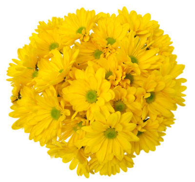 Signature SELECT 7 Stem Yellow Poms - Each - Image 1