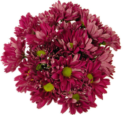 Signature SELECT 7 Stem Purple Poms - Each - Image 1