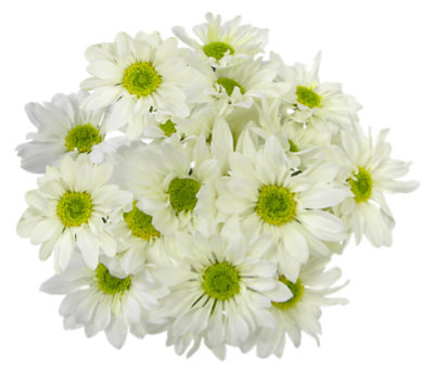 Signature SELECT 7 Stem White Poms - Each - Image 1