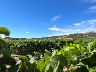 Rancho Las Hermanas Pinot Noir Santa Rita Hills 2021 Wine - 750 Ml - Image 3