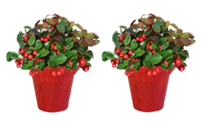 Gaultheria In Pot Cover - 4 Inches - Image 1