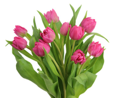 Double Tulip 10 Stem - Each - Image 1