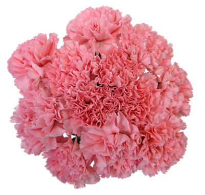 Pink Carnations 12 Stem - Each - Image 1