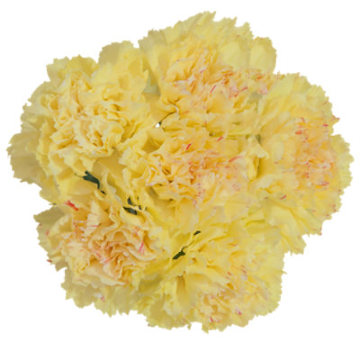 Yellow Carnations 12 Stem - Each - Image 1