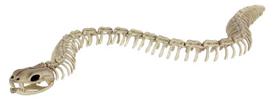 Sea Snake Skeleton - Each - Image 1