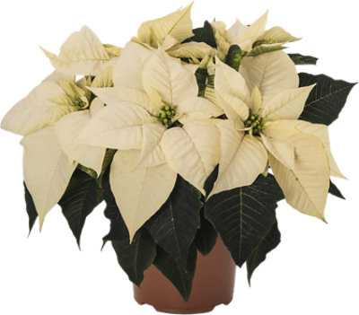 White Poinsettia 6.5 Inch - Each - Image 1