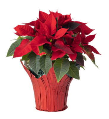 6.5 Inch Asst Poinsettia - Each - Image 1