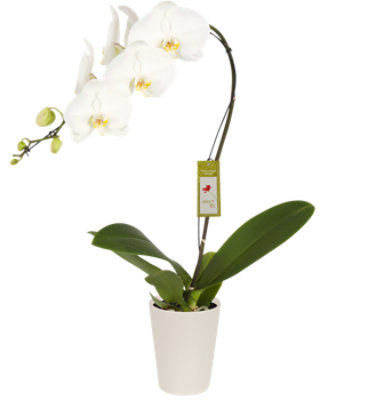 Overjoyed Boutique White Orchid Phalaenopsis 6 Inch Pot - Each - Image 1