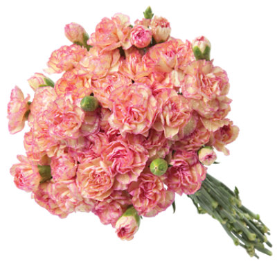 Pink Mini Carnations 8 Stem - Each - Image 1