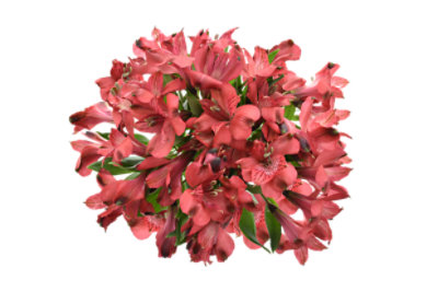 Red Alstroemeria 9 Stem - Each - Image 1