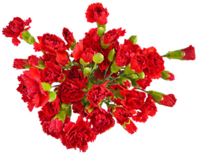 Red Mini Carnations 8 Stem - Each - Image 1