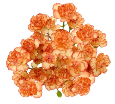 8 Stem Orange Mini Carnations - Each - Image 1