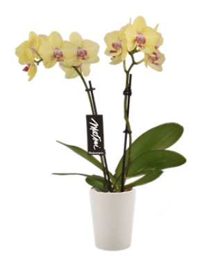 Yellow Orchid Phalaenopsis 3 Inch Ceramic Pot - Each - Image 1