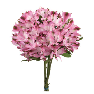 9 Stem Pink Alstroemeria - Each - Image 1