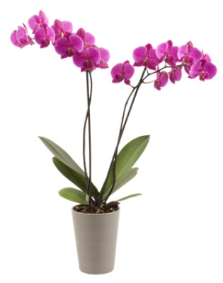 Overjoyed Boutique 6 Inch Purple Orchid Phalaenopsis Pot - Each - Image 1