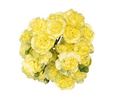 Yellow Mini Carnations 8 Stem - Each - Image 1