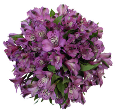 9 Stem Purple Alstroemeria - Each - Image 1