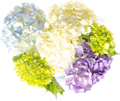 Solidago Holiday - Each - Image 1