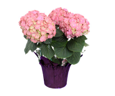 Exhart Solar Hydrangea 1.77 ft. Teal Metal Garden Stake