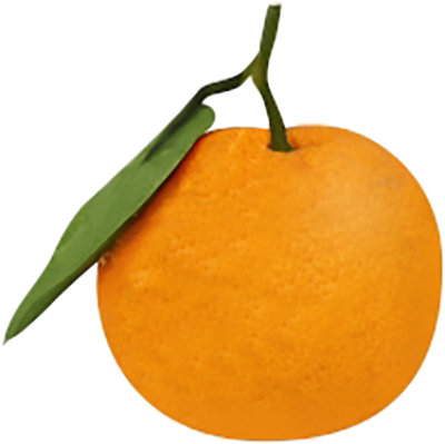 Mandarins Kishu Stem & Leaf - Image 1