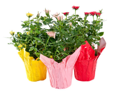Rose Love Story Pot Cover With Chalkboard Pick 6 Inch - Each - tomthumb