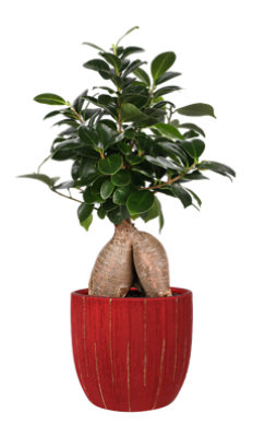5 Bonsai Ficus/ginseng 5 Inch - Each - Image 1