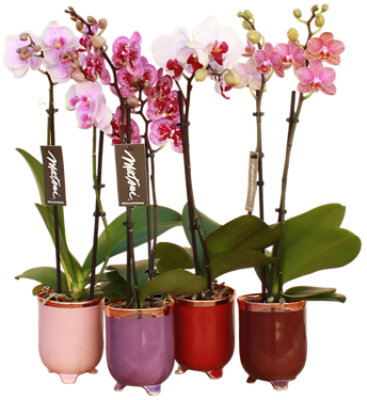 Seasonal Orchid - Each - Image 1