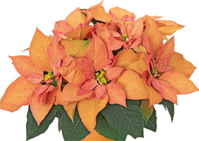Poinsettia Autumn Beauty - Each - Image 1
